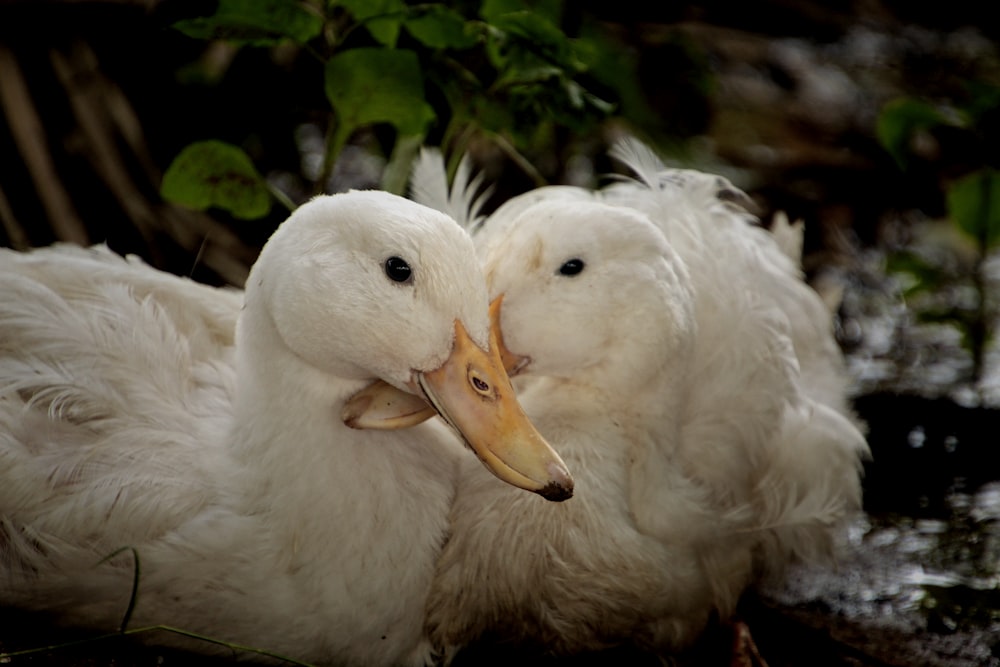a couple of white ducks sitting next to each other