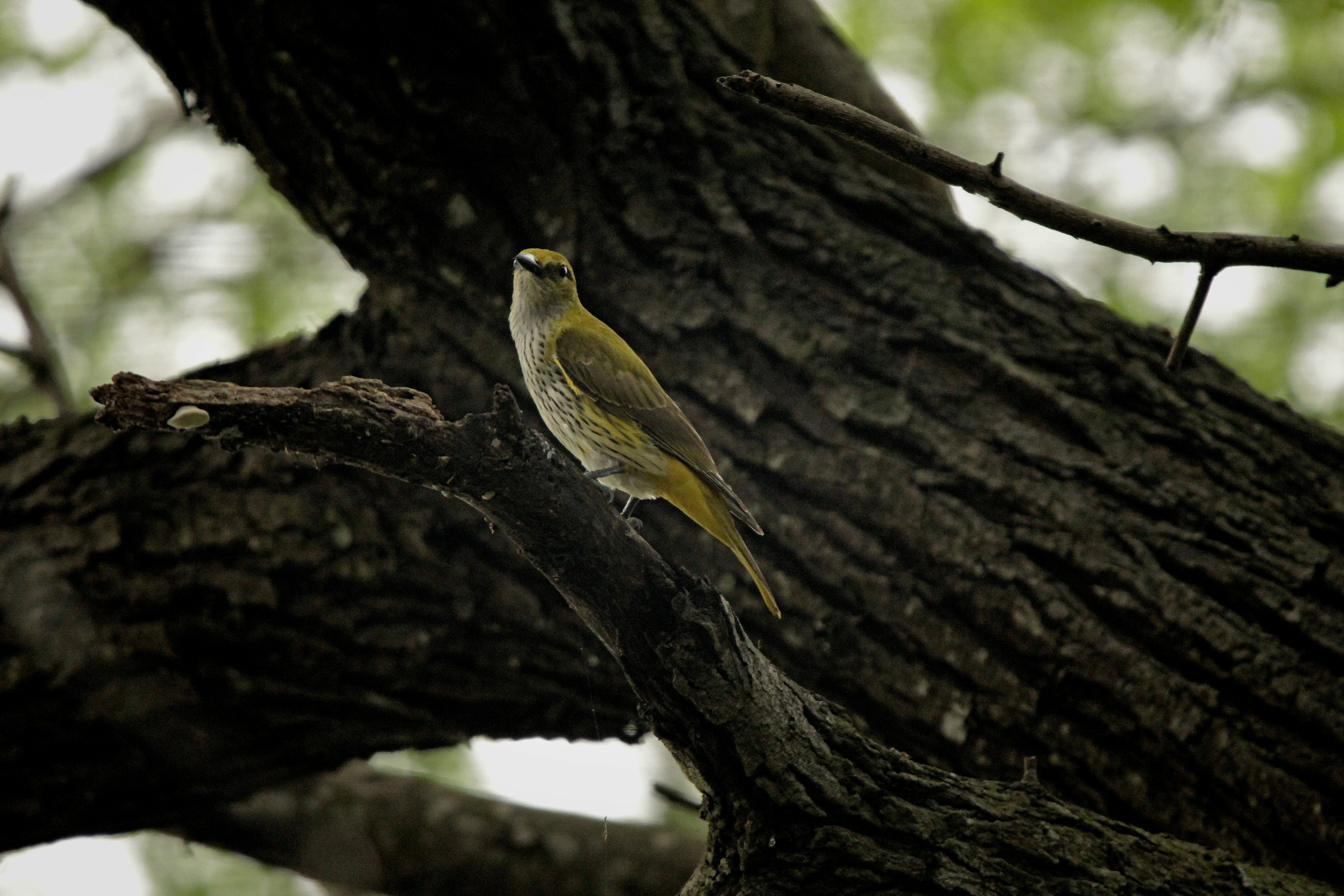 Photo by viswaprem