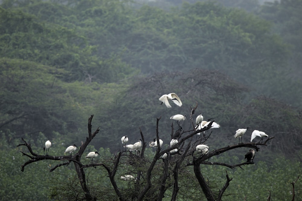 a flock of white birds sitting on top of a tree