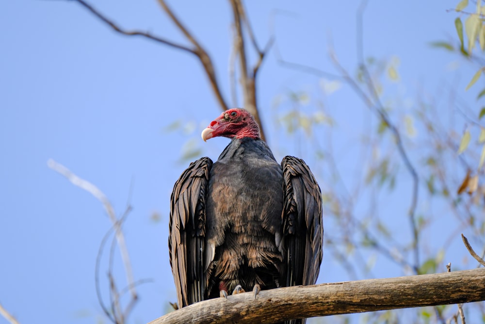 a large bird sitting on top of a tree branch