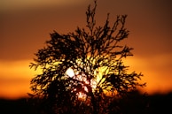 A sunset silhouette of a donor planting a tree as a symbol of giving back.