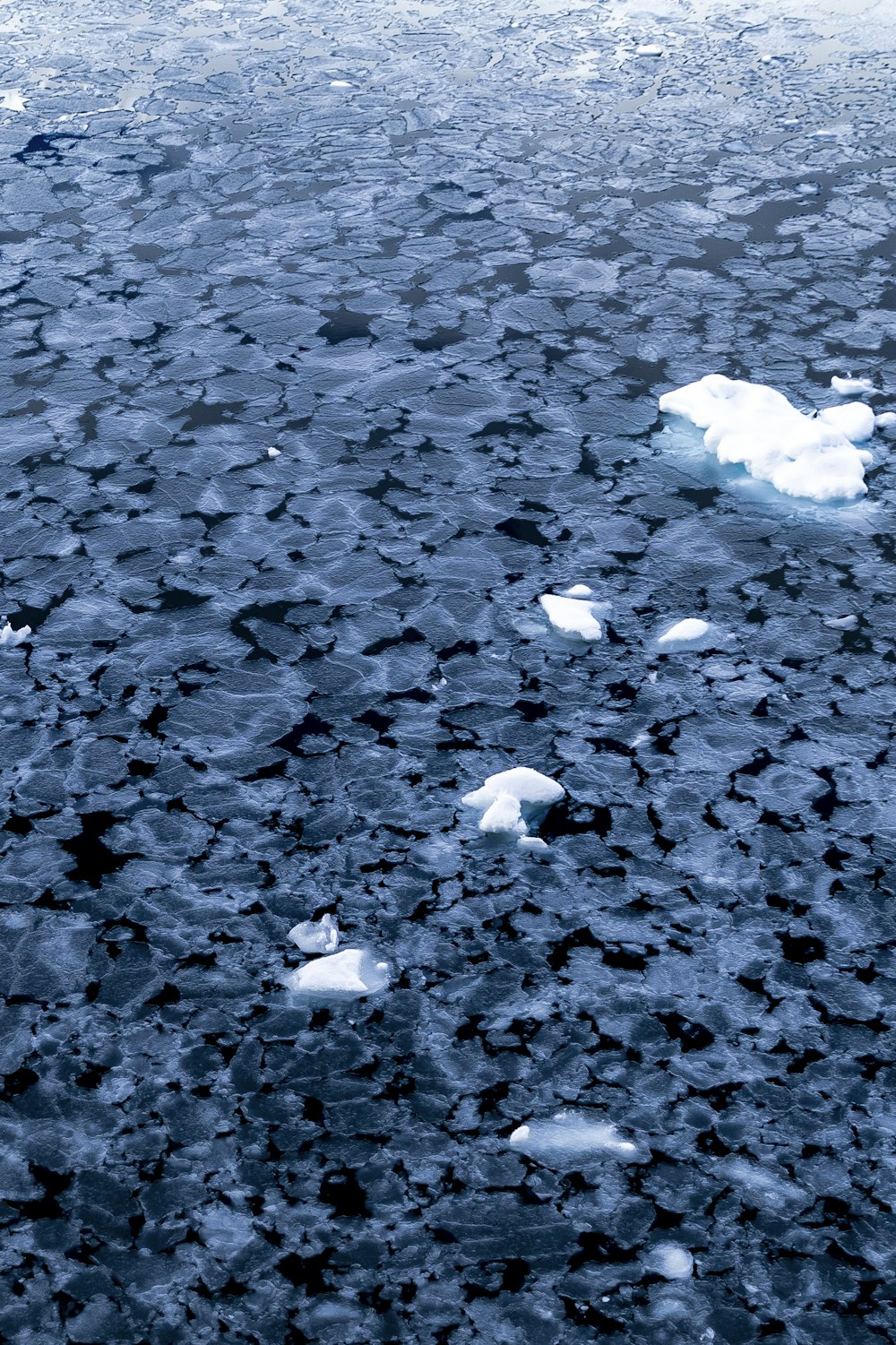 ice floes floating on a body of water