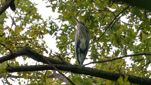 A large bird with a long beak is perched on a tree branch, surrounded by dense green foliage. The bird has a long neck and elegant posture, perfectly blending with the natural environment.