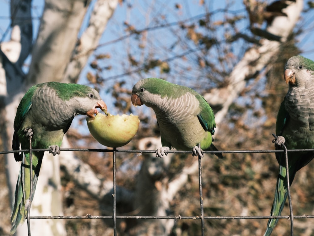 a group of birds sitting on top of a metal fence