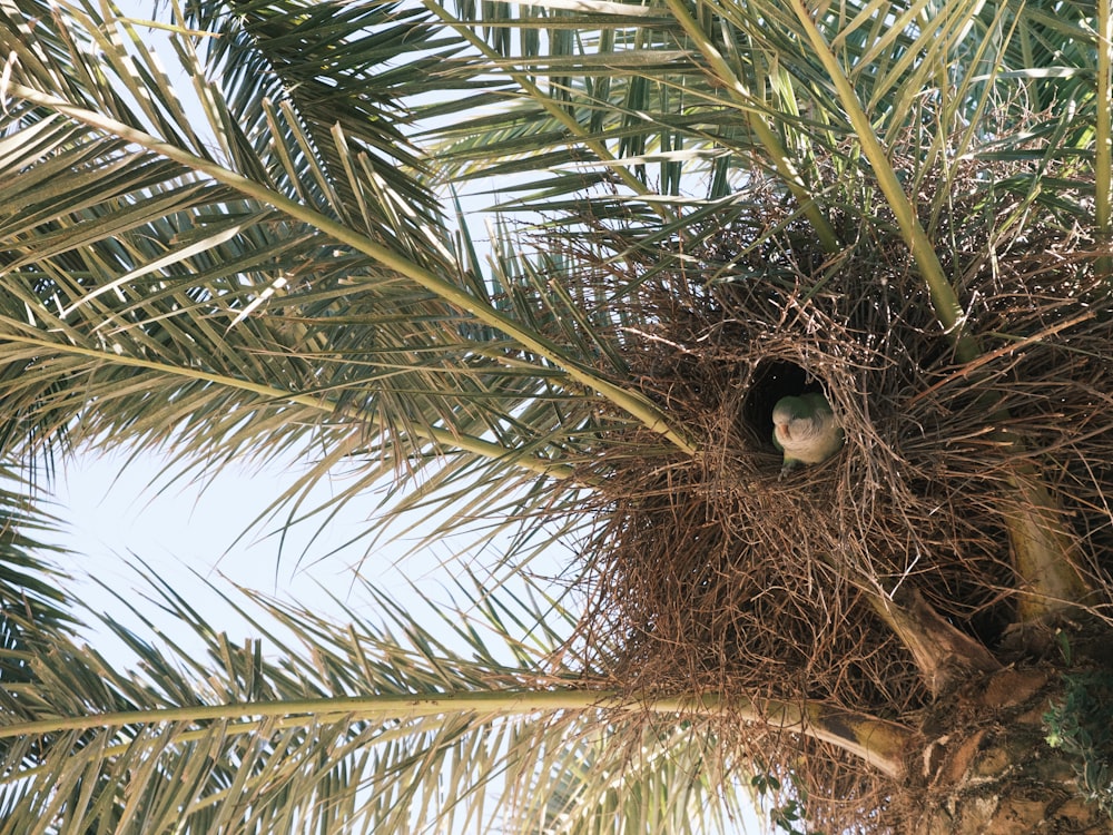 a bird is sitting in a nest in a palm tree