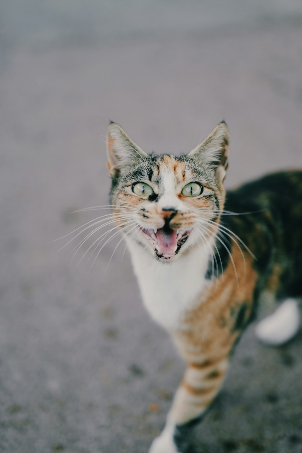 a cat with its mouth open and it's mouth wide open