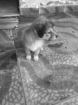 A playful puppy in a bright, comfy hoodie sitting on a colorful tiled floor