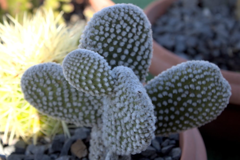 a close up of a small cactus in a pot