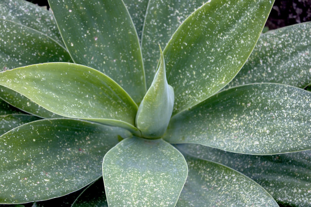 a close up of a green plant with white speckles