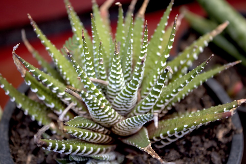 a close up of a plant in a pot