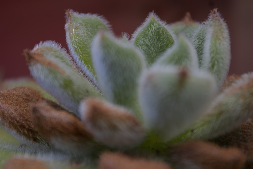 a close up of a small green plant