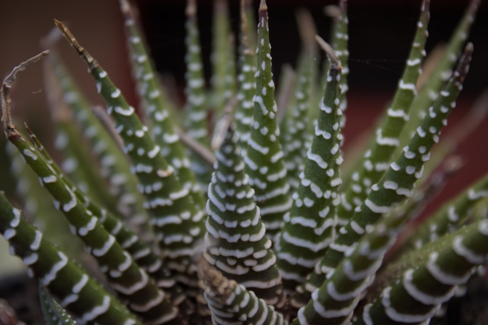 a close up of a green plant with white stripes