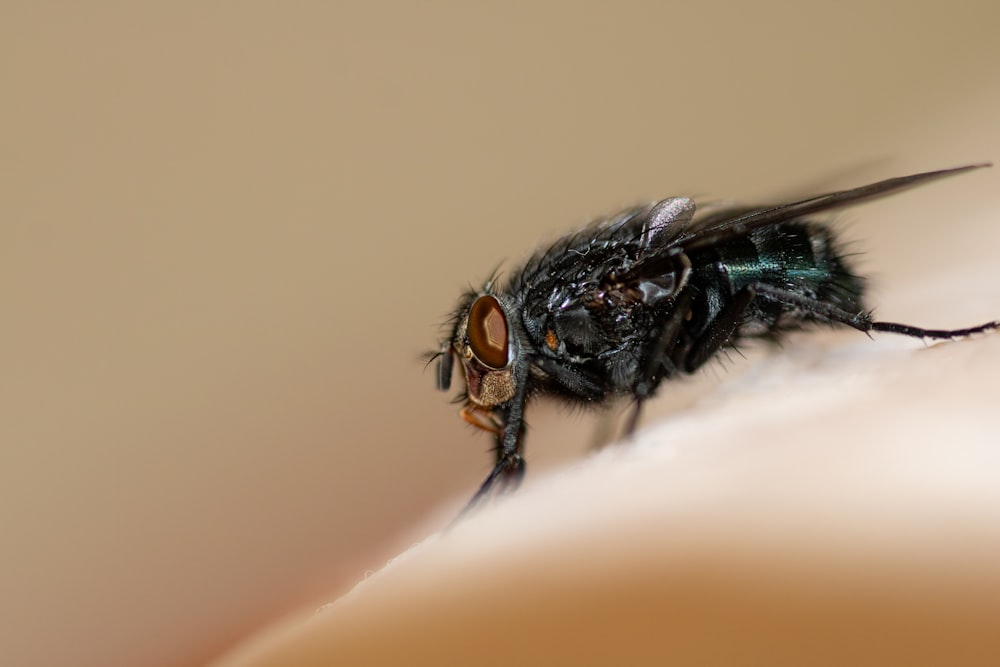 a close up of a fly on a person's arm