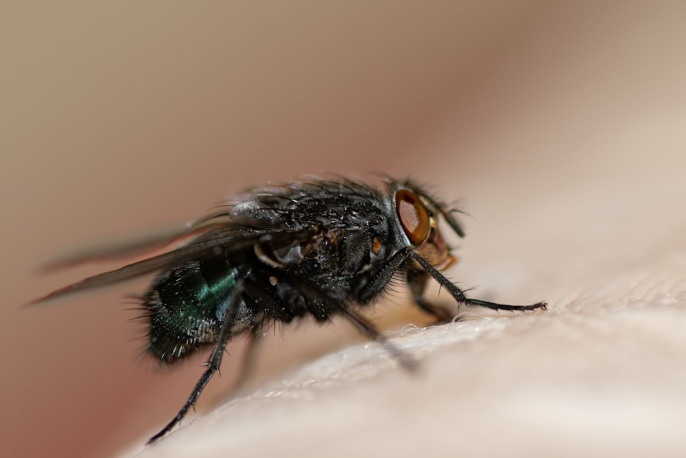 a close up of a fly on a white surface
