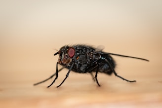 A close-up of a black fly with prominent red eyes and detailed body hair. The background is a soft beige, providing contrast to the dark colors of the insect.