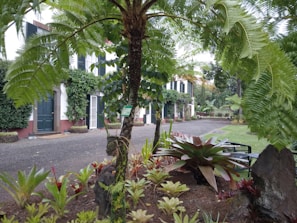 A lush garden scene featuring various tropical plants, including a prominent tree fern in the foreground. The garden is well-maintained with neatly arranged plants and a pebble pathway leading to a colonial-style building with green shutters and ivy-covered walls.