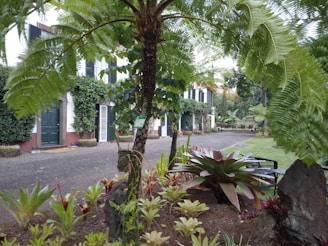 A lush garden scene featuring various tropical plants, including a prominent tree fern in the foreground. The garden is well-maintained with neatly arranged plants and a pebble pathway leading to a colonial-style building with green shutters and ivy-covered walls.