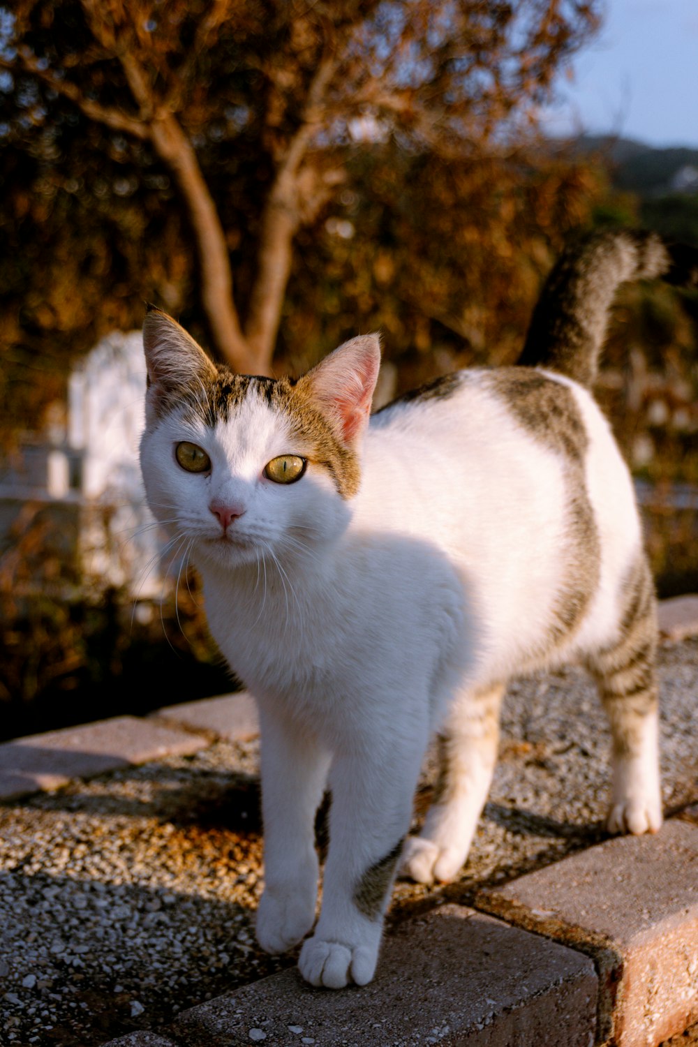 a cat standing on top of a brick wall