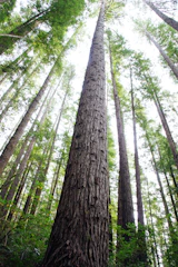 A vibrant community gathering discussing environmental stewardship under tall redwoods.
