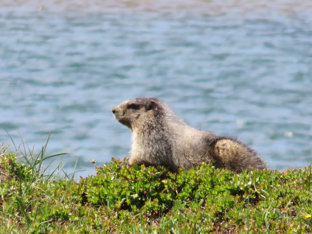 a small animal sitting on top of a lush green hillside