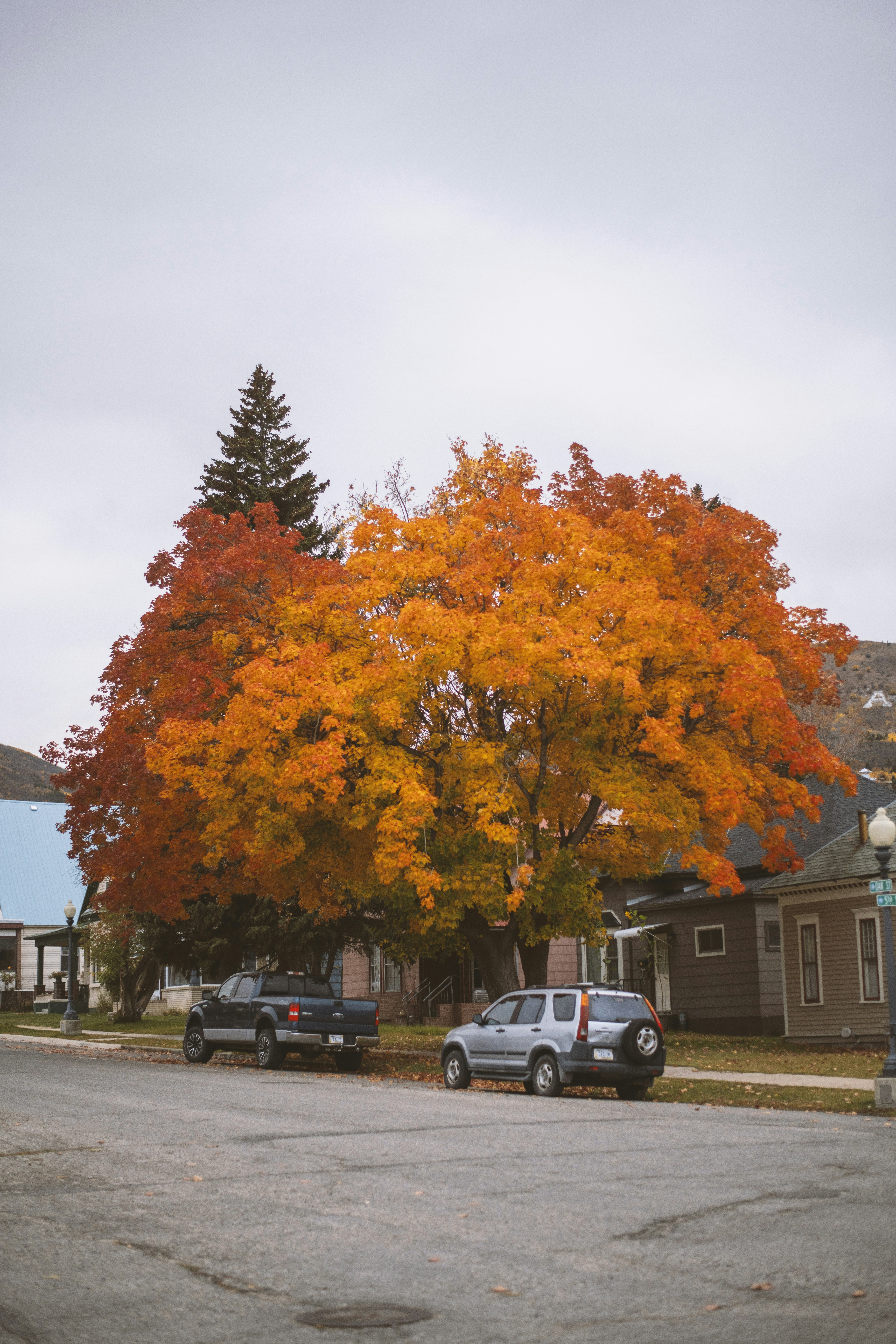 Un árbol con hojas de naranjo en una zona residencial