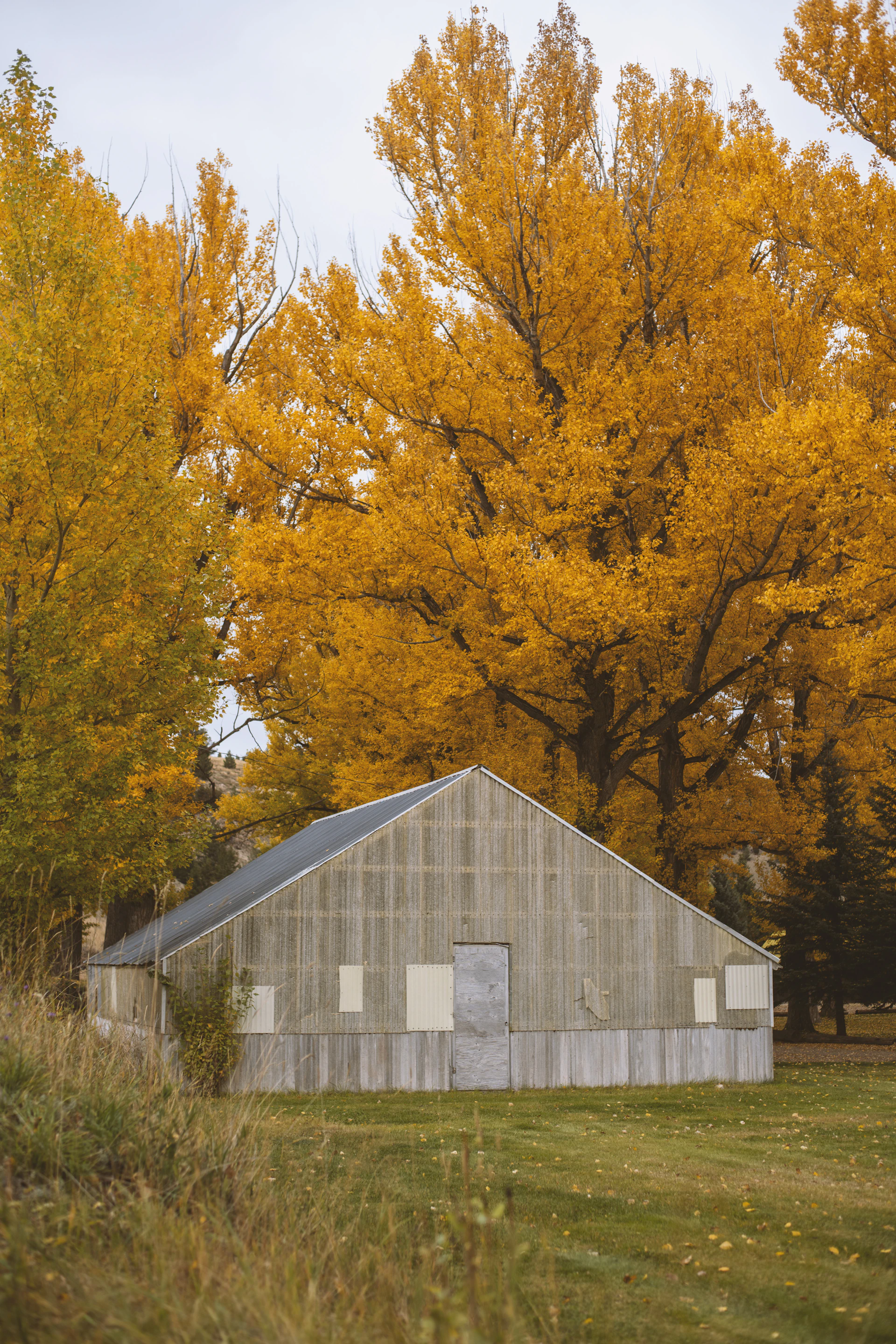 A serene rustic landscape featuring an old wooden barn framed by autumn trees with deep oxide brown leaves against a moody sky.