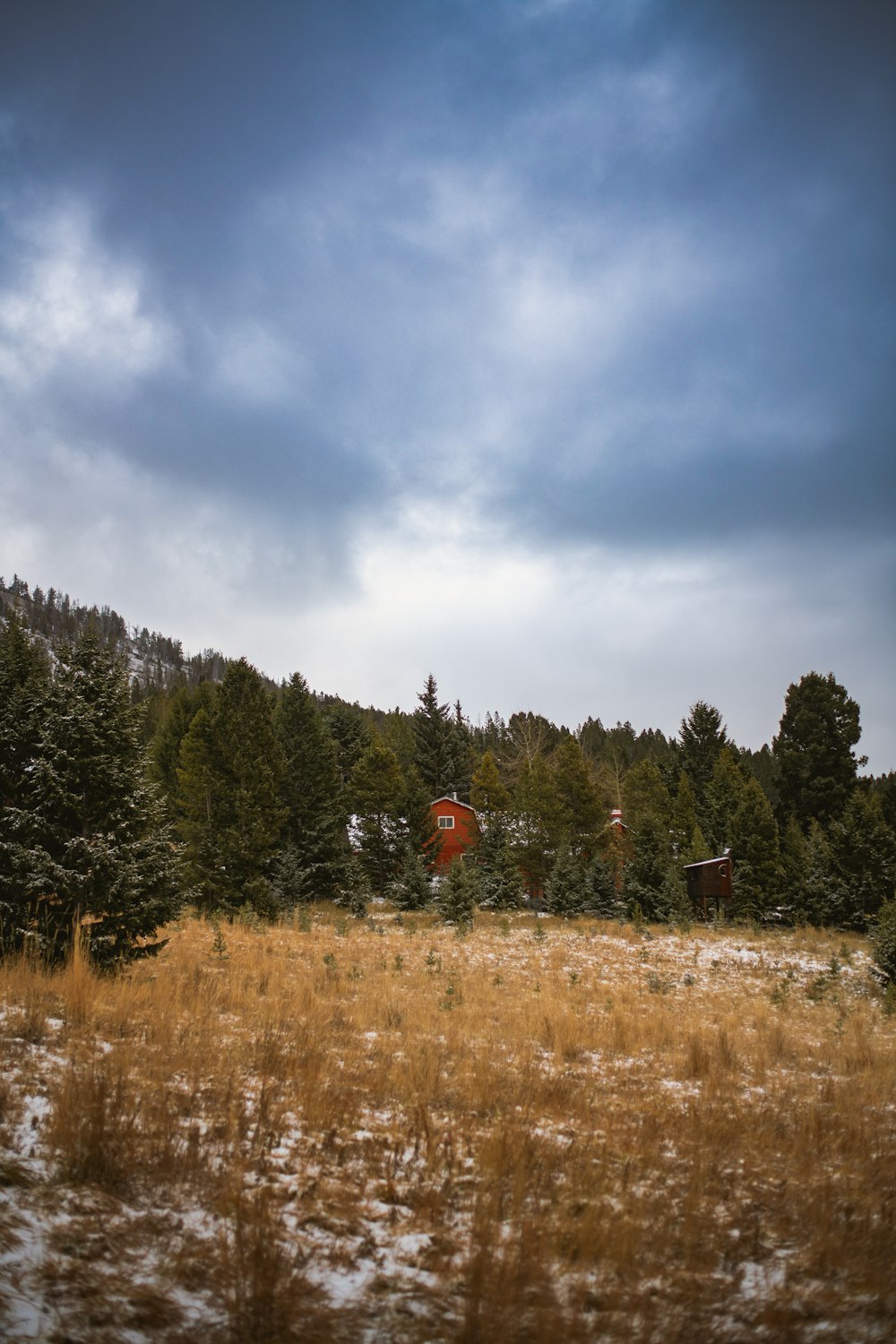 a grassy field with trees in the background