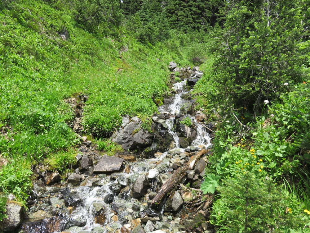 a stream running through a lush green forest