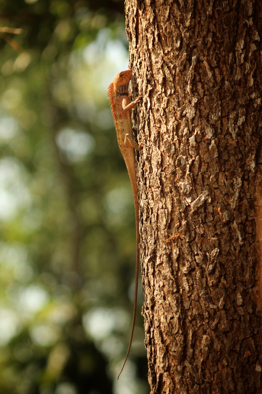 a lizard climbing up the side of a tree