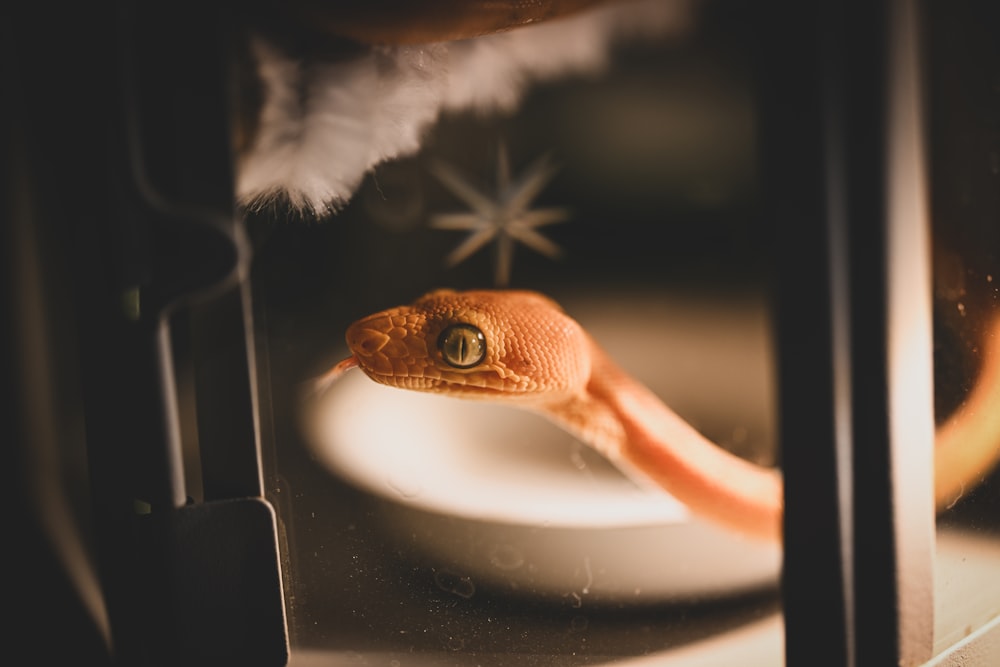 a gecko looking through a glass window