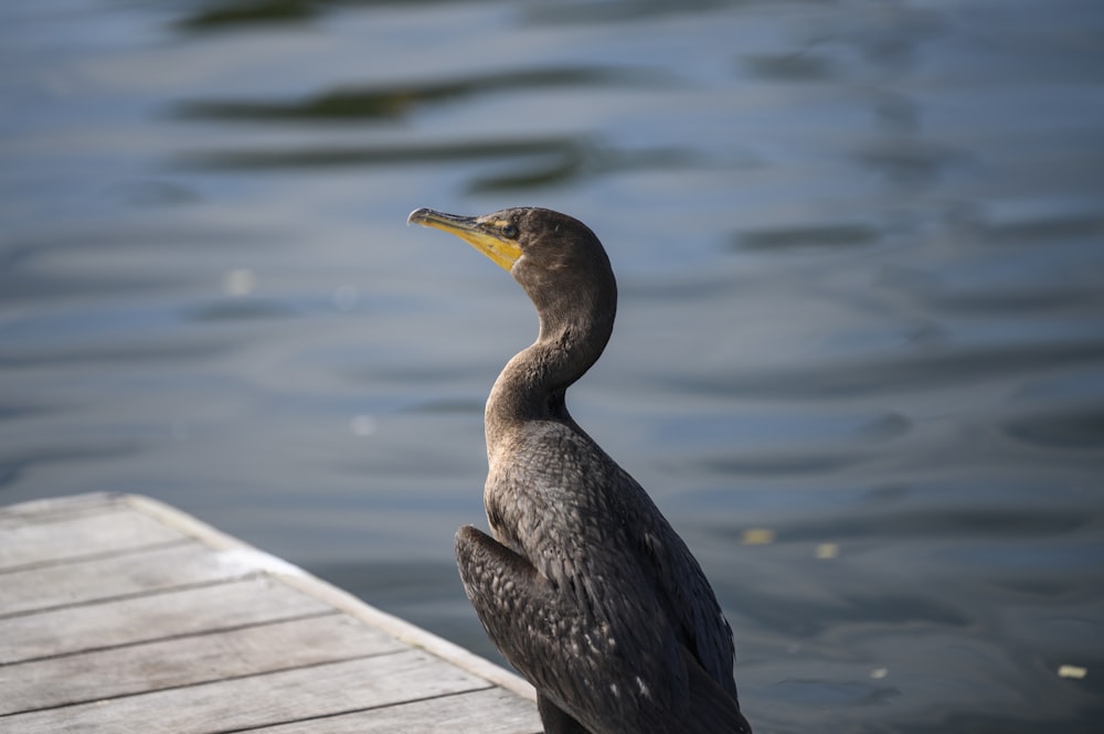 a bird sitting on a dock next to a body of water