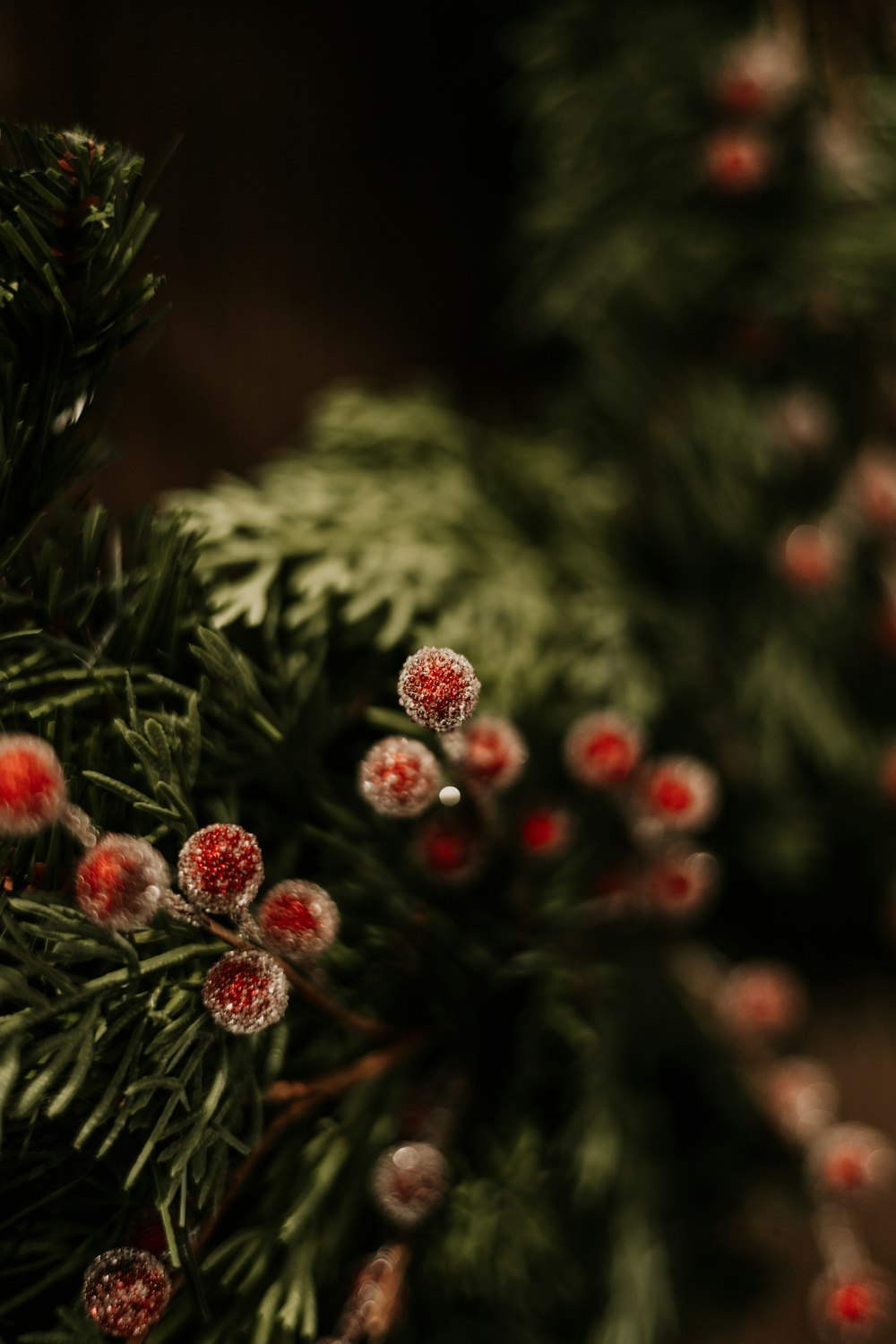 a close up of a pine tree with red berries