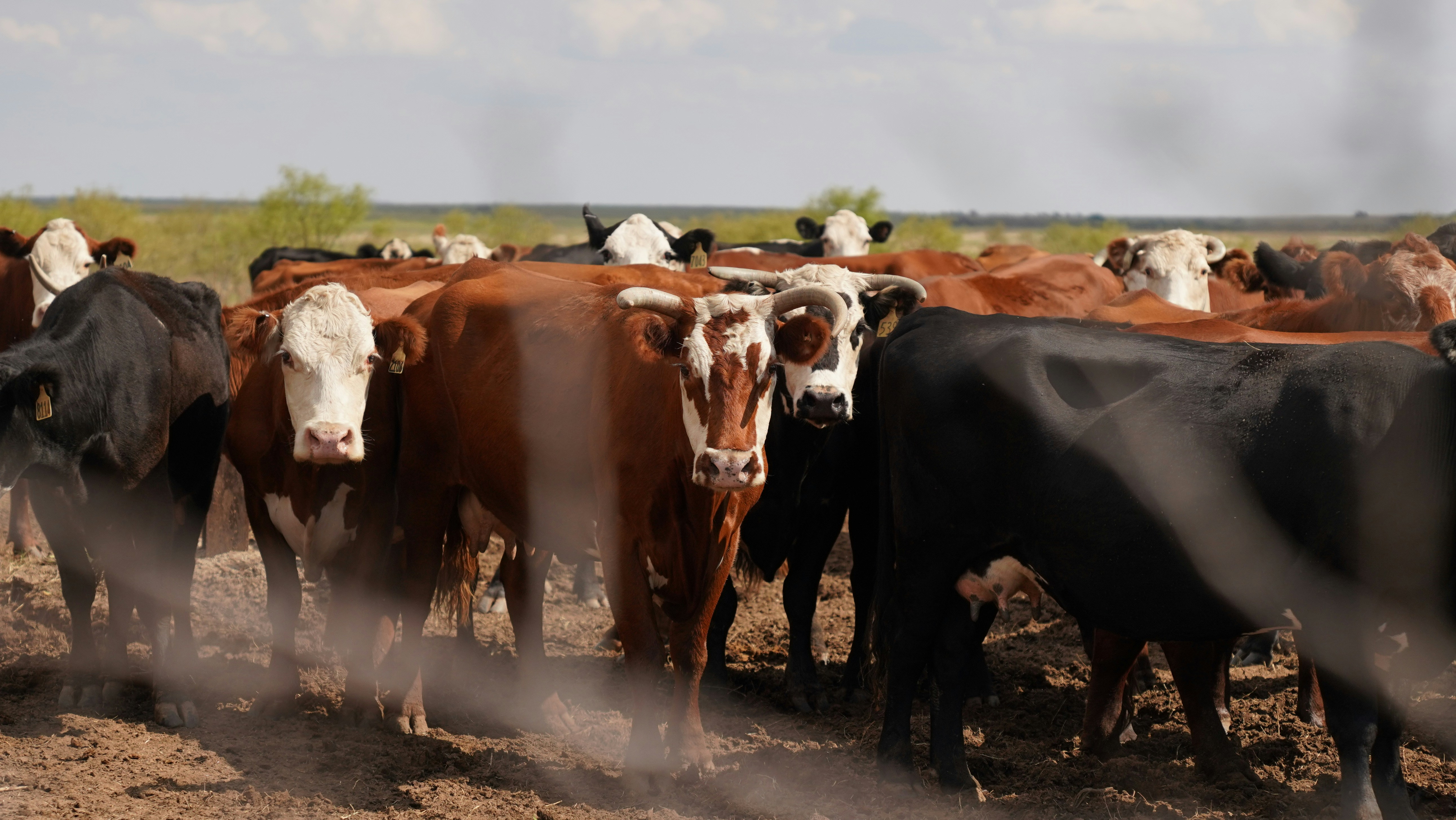 Photo by balianroberts