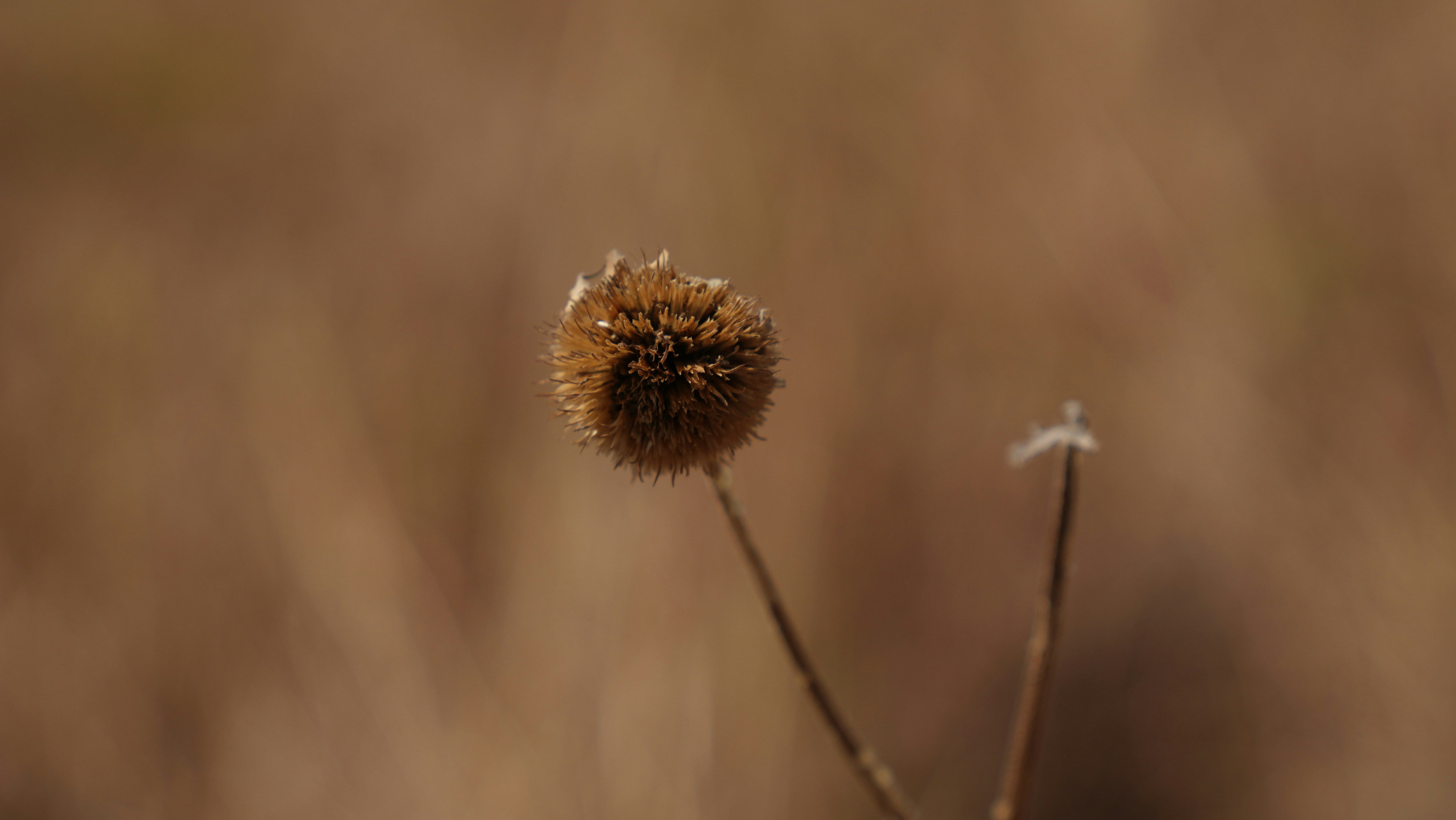 Photo by balianroberts