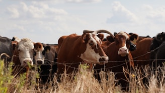 A group of cows standing closely together behind a barbed-wire fence in a dry, grassy field. The scene captures several black, brown, and white cows, with one prominently in the foreground having large horns. The sky is partly cloudy, adding a sense of openness to the rural setting.