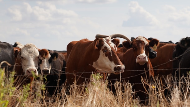A group of cows standing closely together behind a barbed-wire fence in a dry, grassy field. The scene captures several black, brown, and white cows, with one prominently in the foreground having large horns. The sky is partly cloudy, adding a sense of openness to the rural setting.