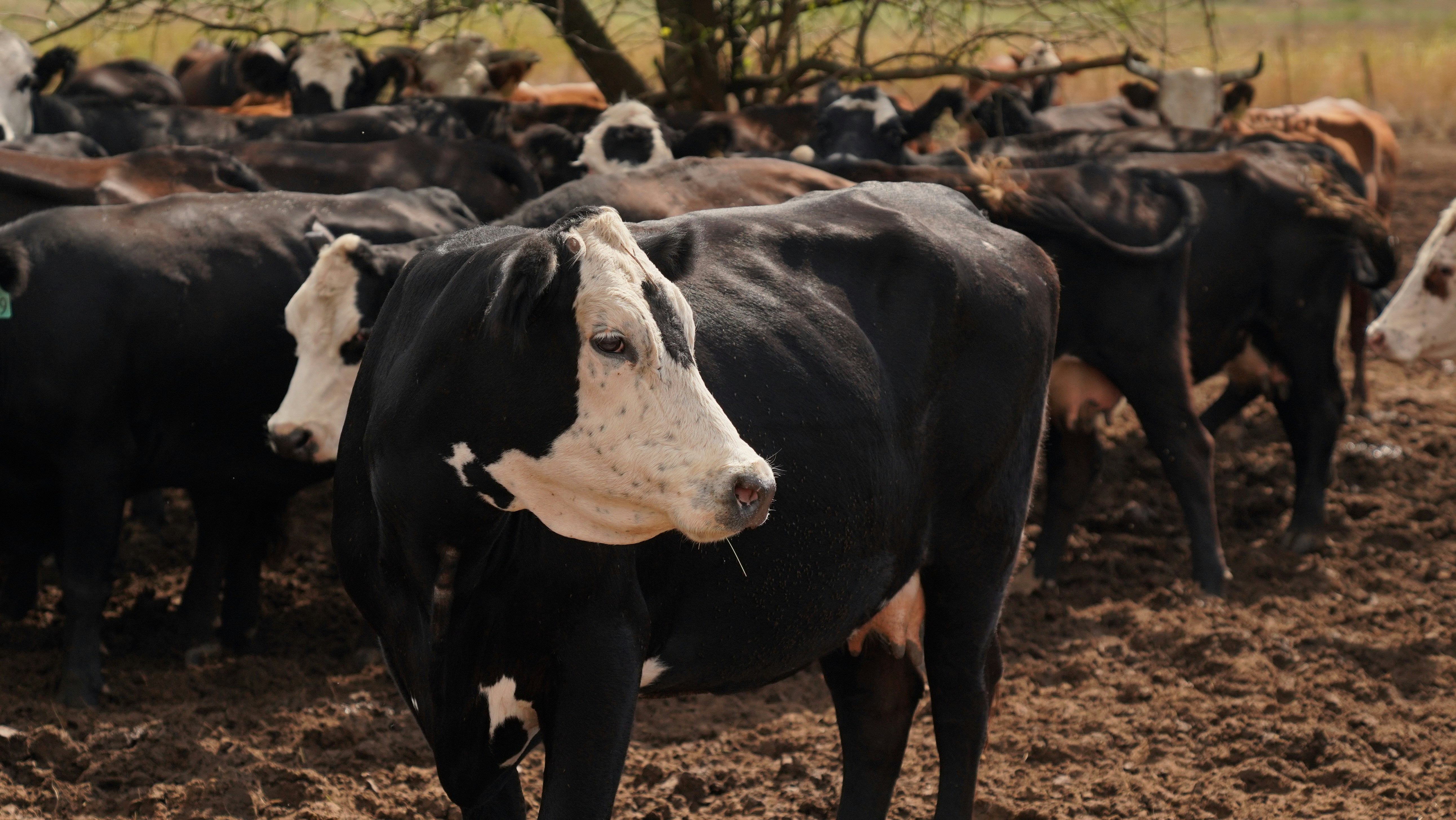 Photo by balianroberts