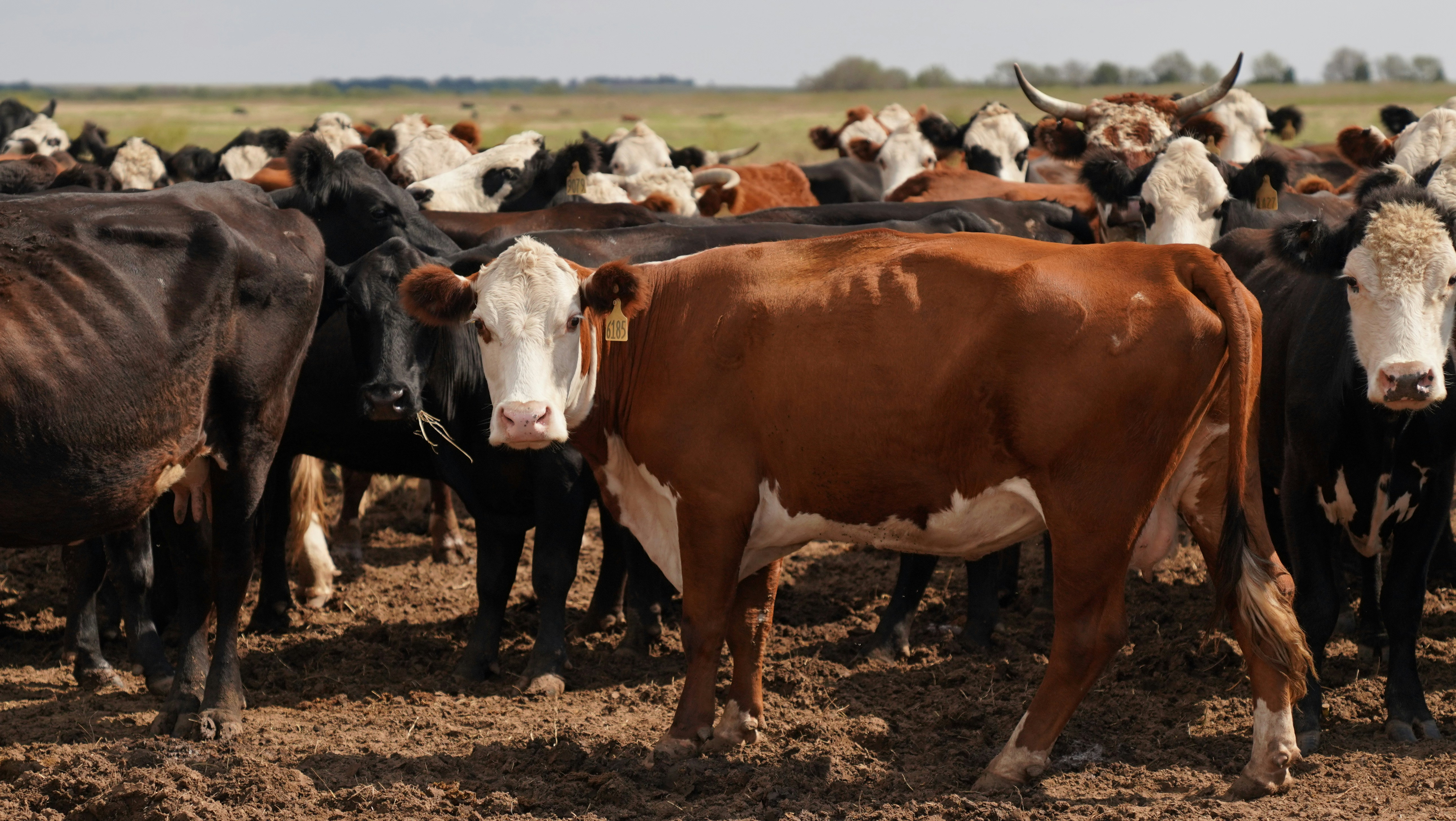 Photo by balianroberts