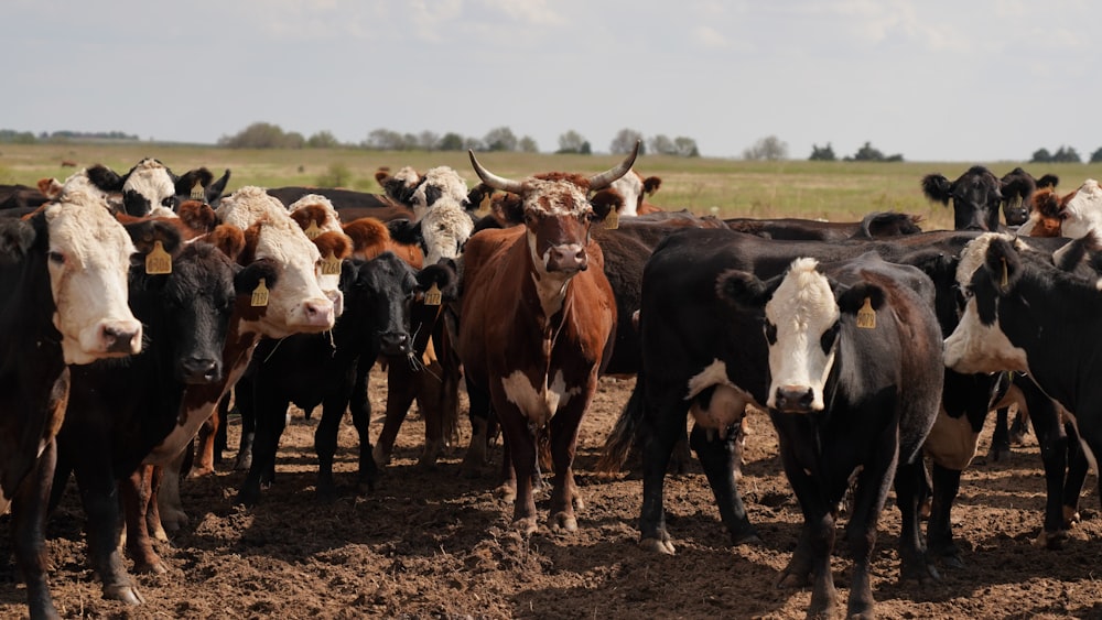 a herd of cattle standing on top of a dirt field