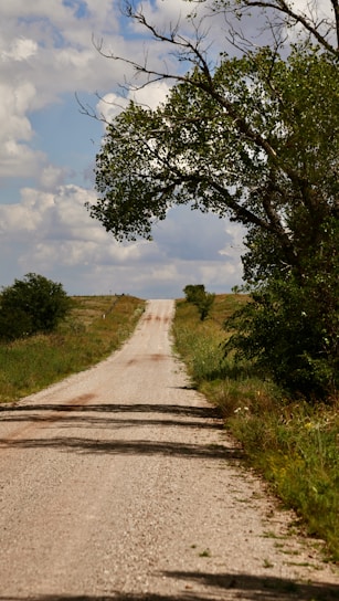 a dirt road with a tree on the side of it