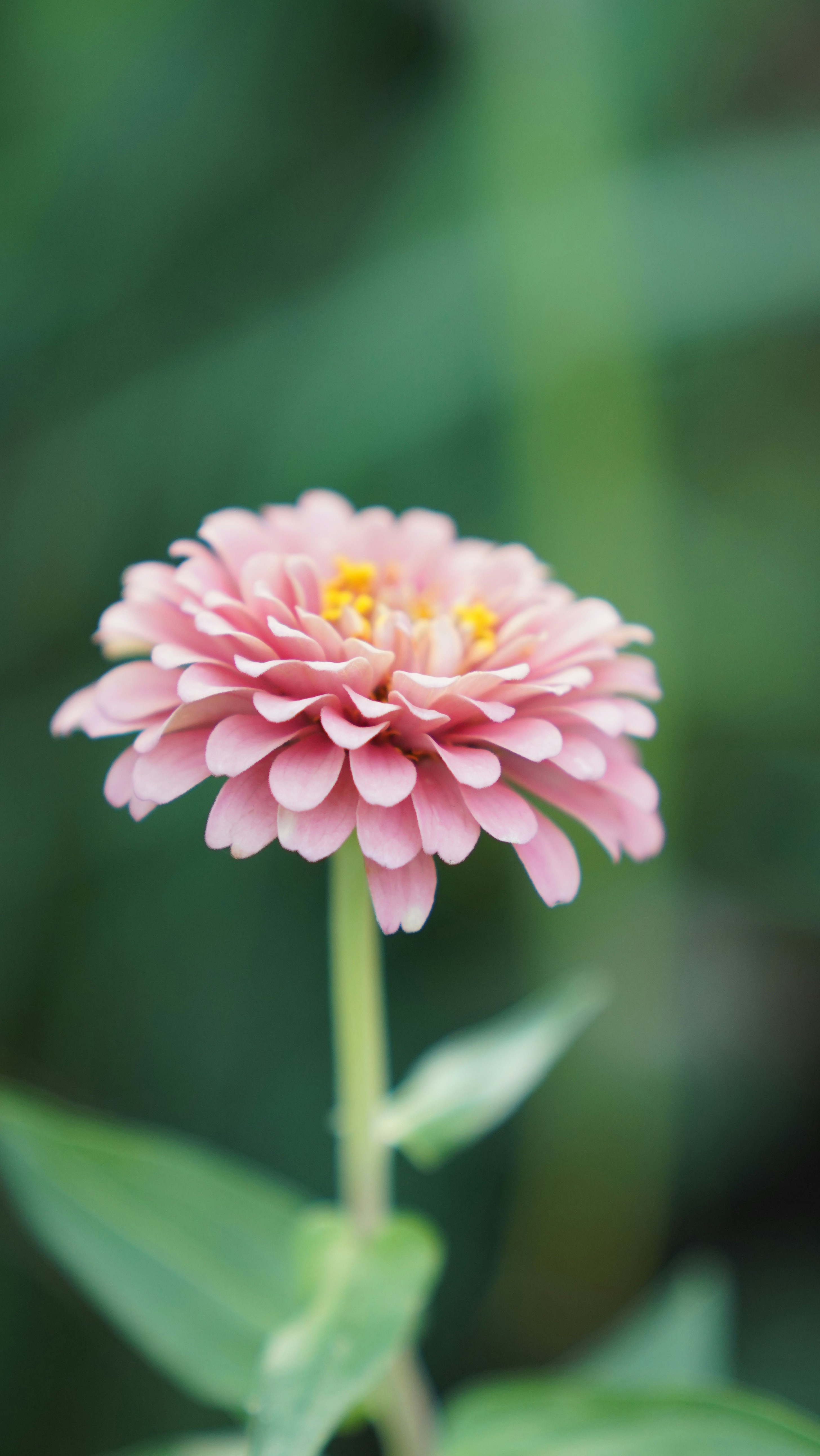 Photo by balianroberts