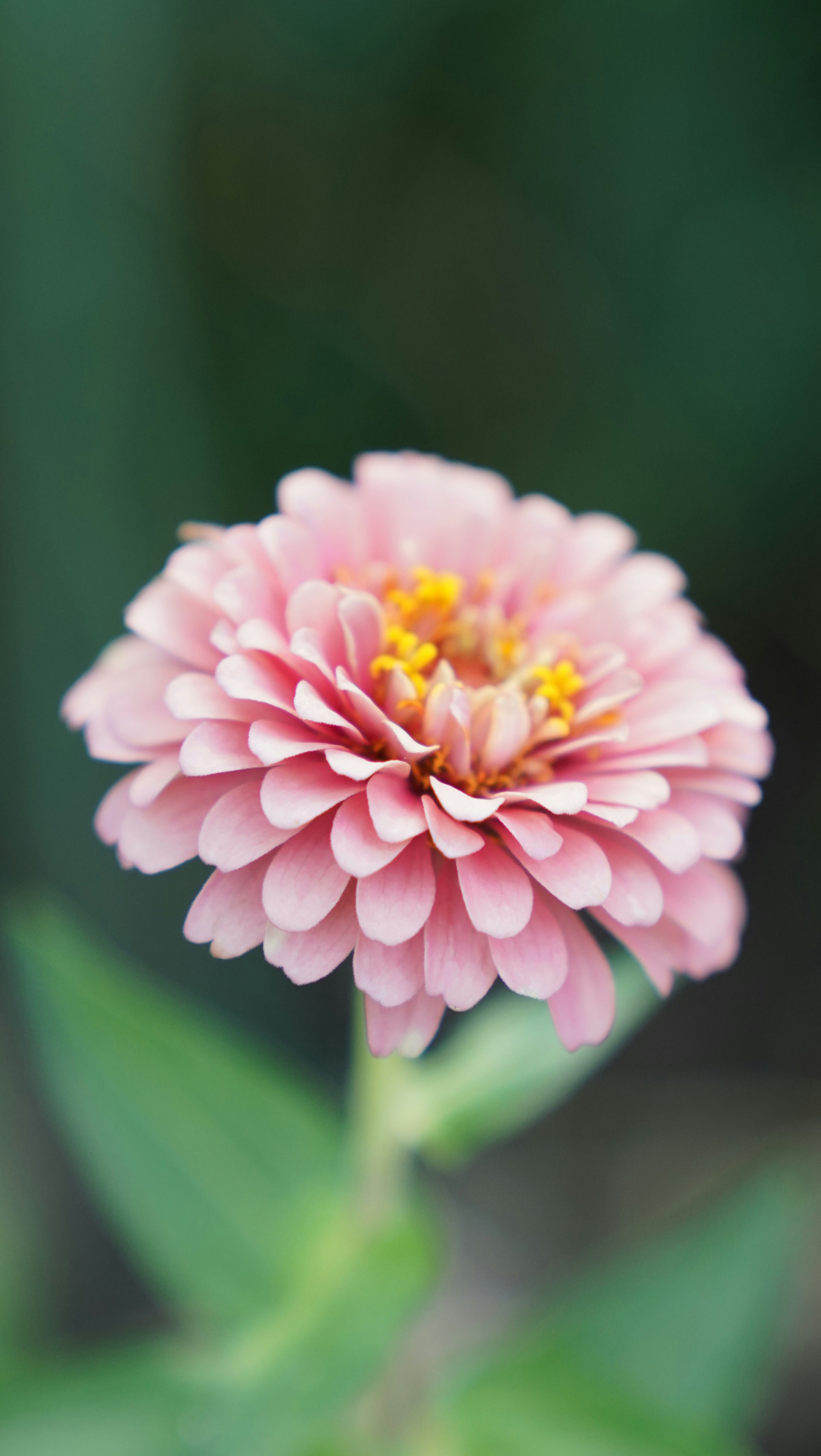 Photo by balianroberts