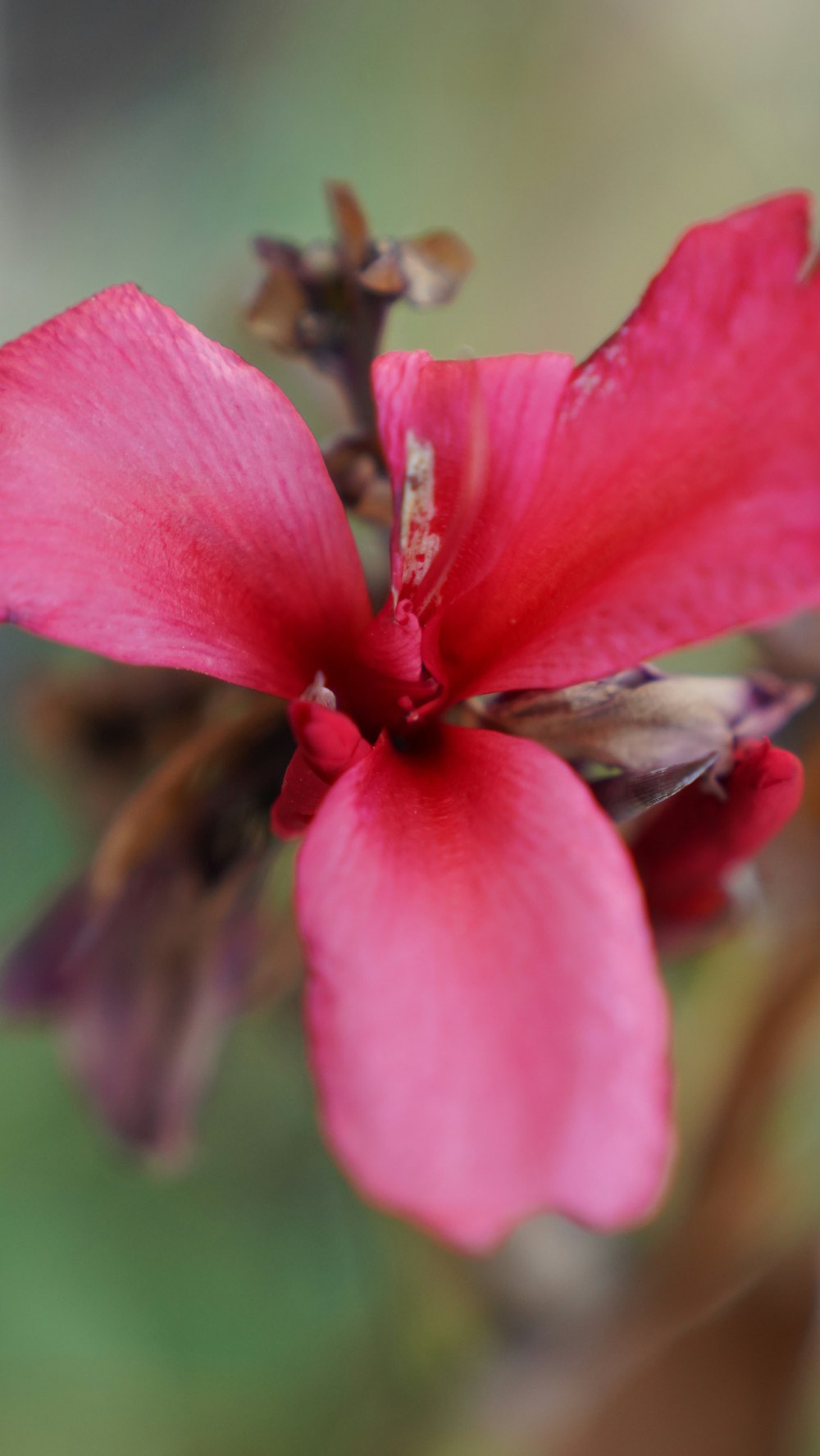 a close up of a pink flower with a blurry background