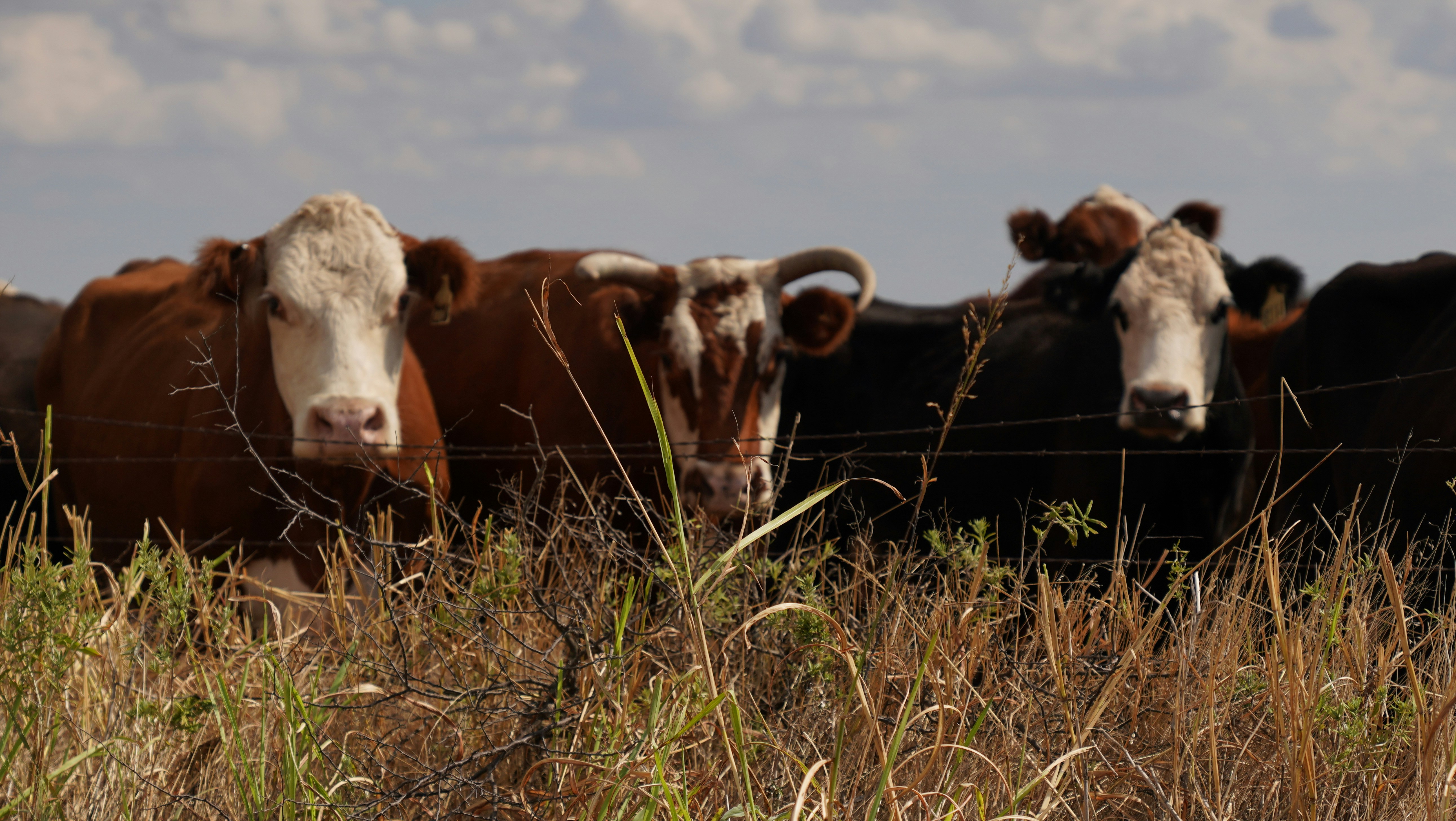 Photo by balianroberts