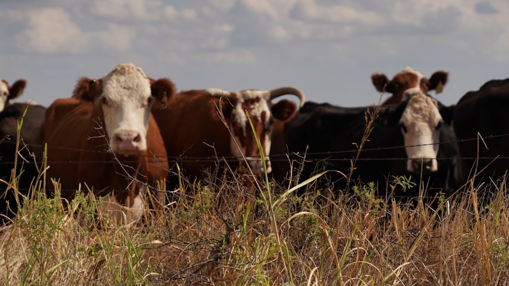 a herd of cows standing behind a barbed wire fence