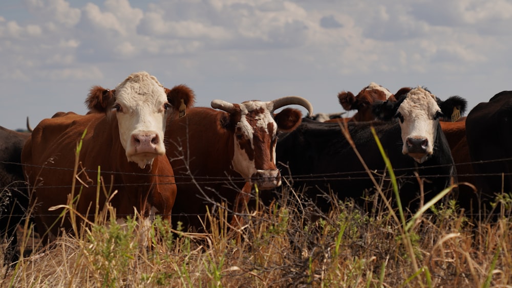 a herd of cattle standing next to a barbed wire fence