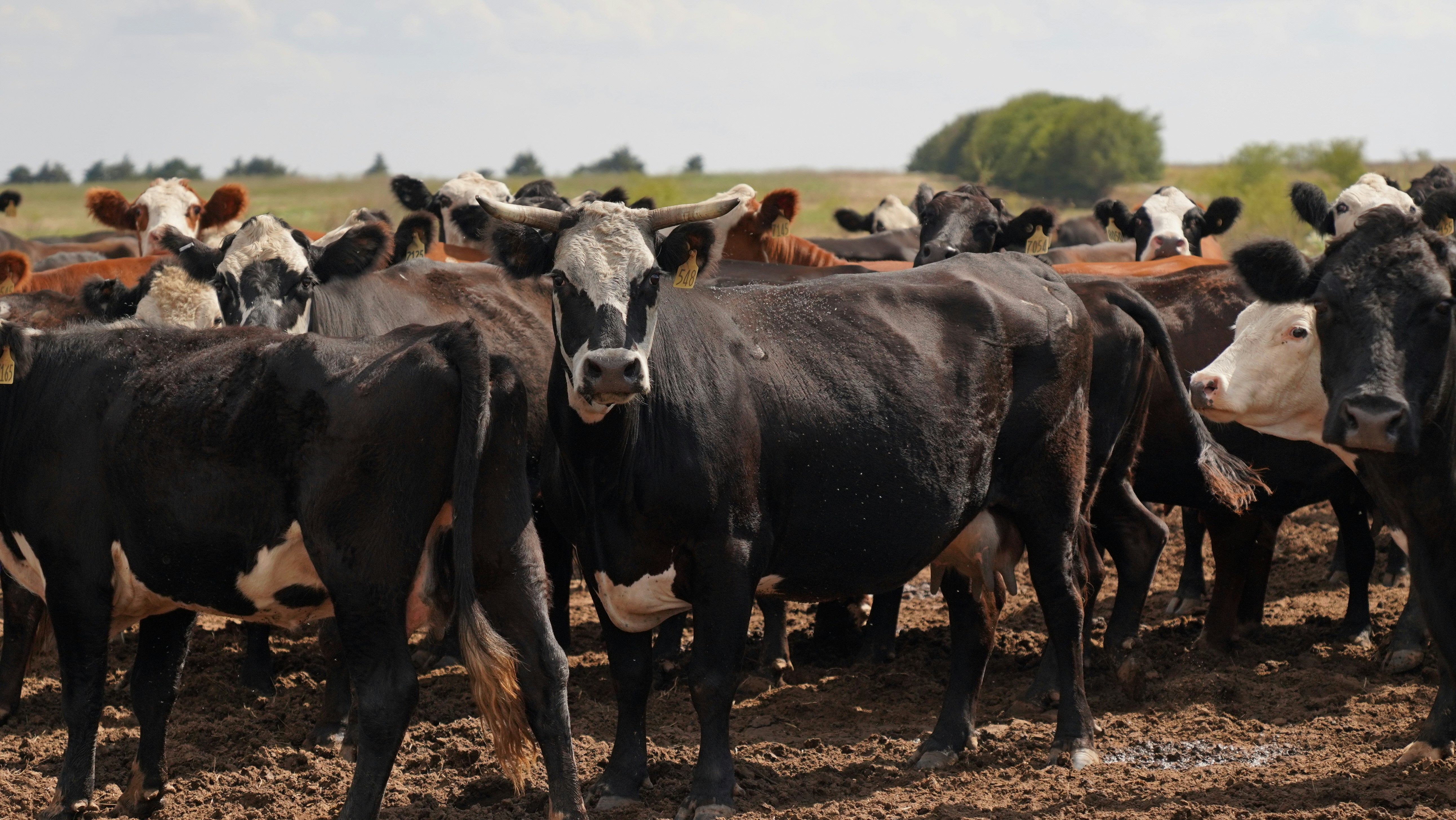 Photo by balianroberts