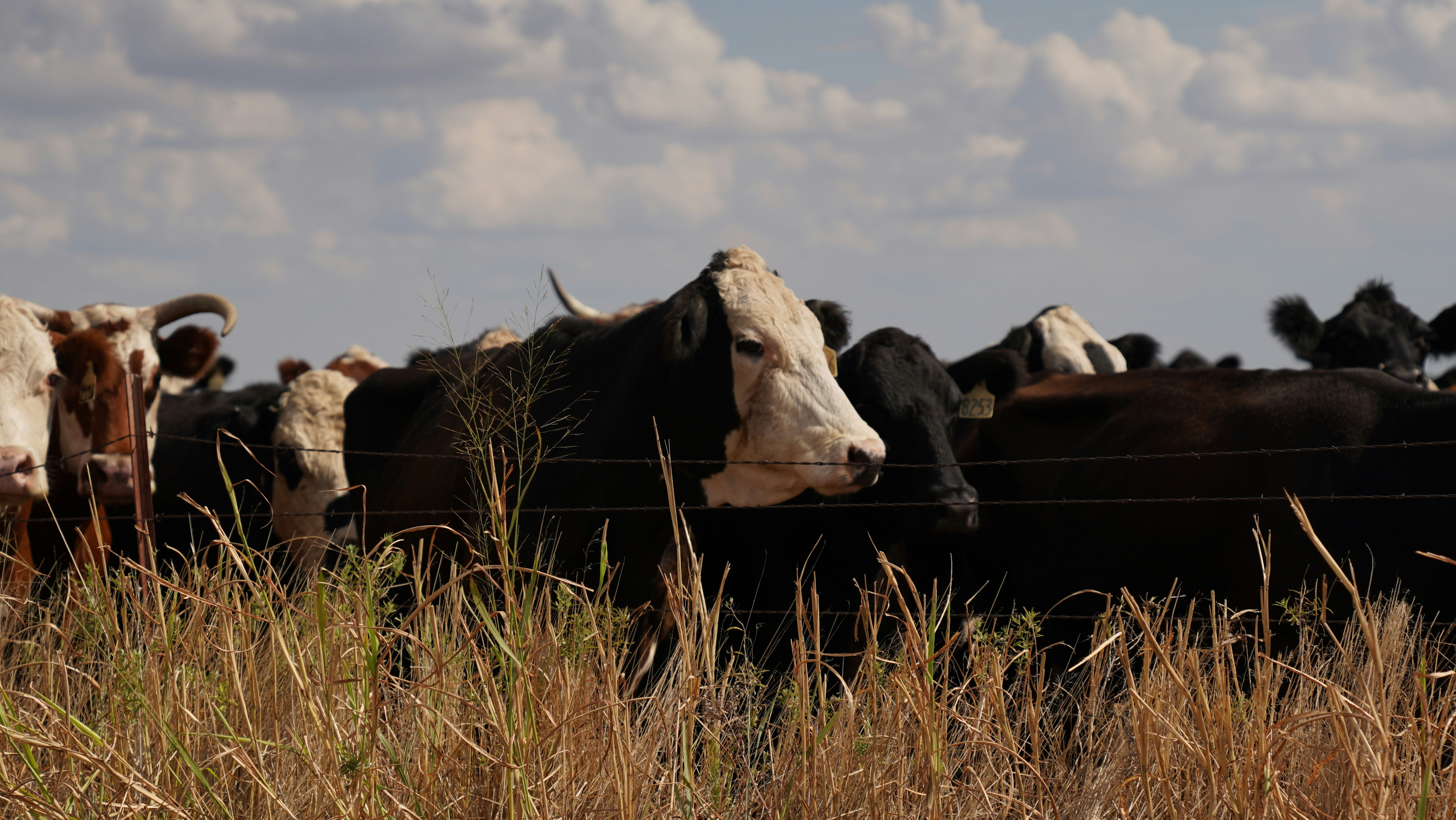 Photo by balianroberts