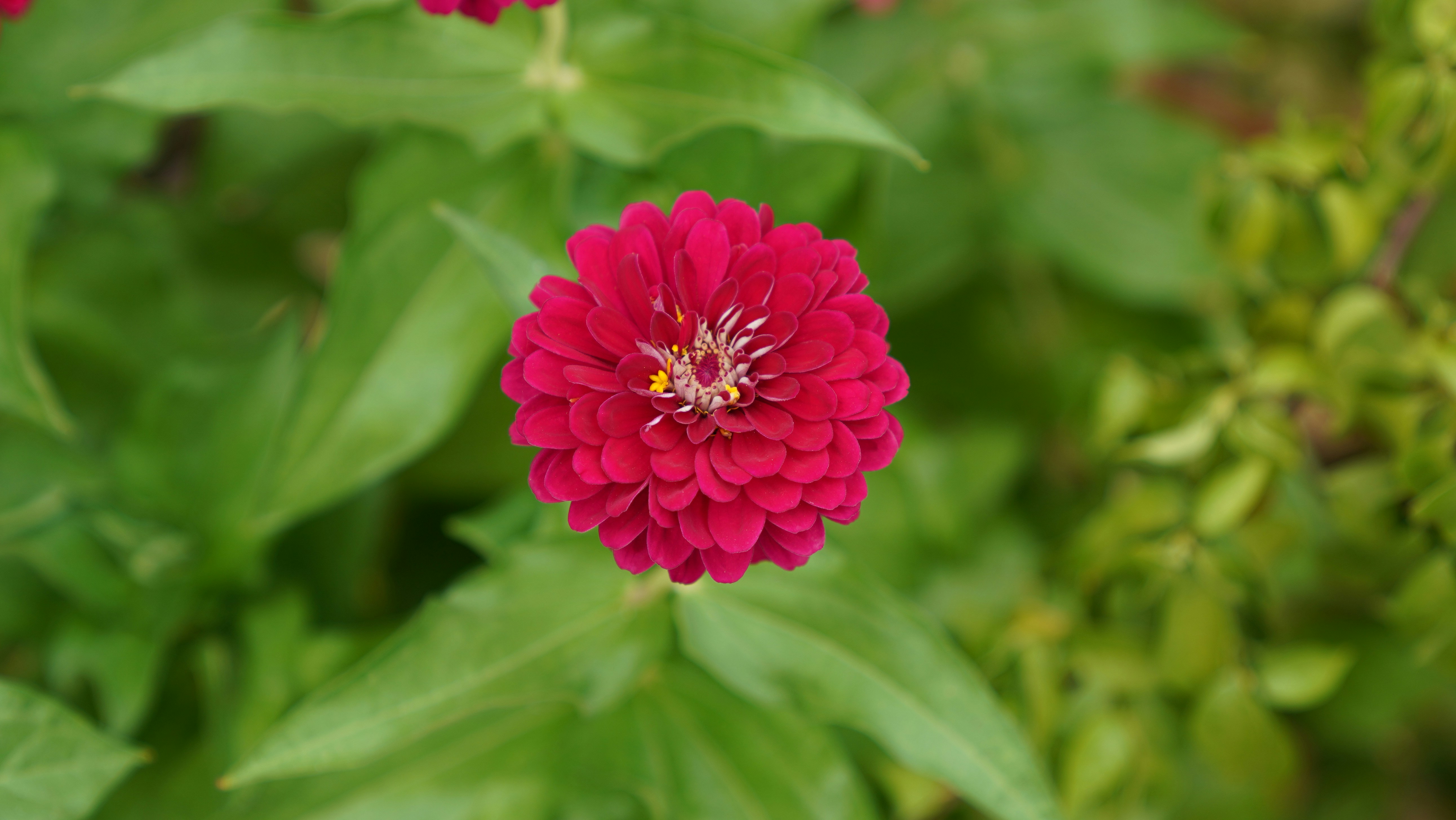 Photo by balianroberts