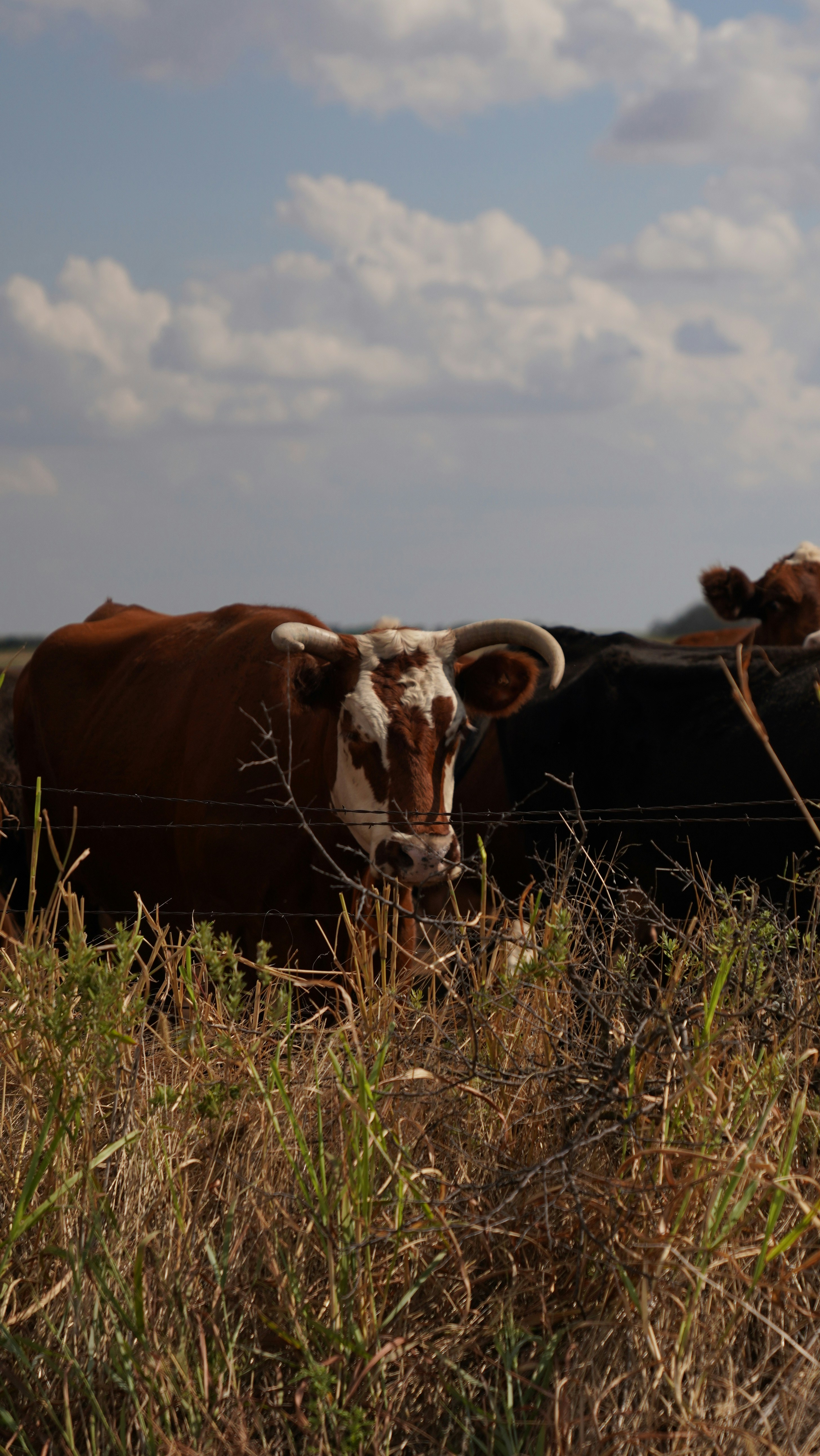 Photo by balianroberts